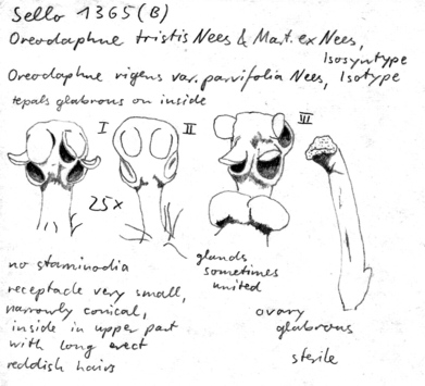 Vorschaubild Oreodaphne tristis Nees & Mart.